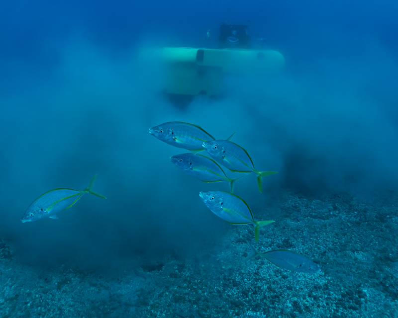 pisces-deep-marine-life