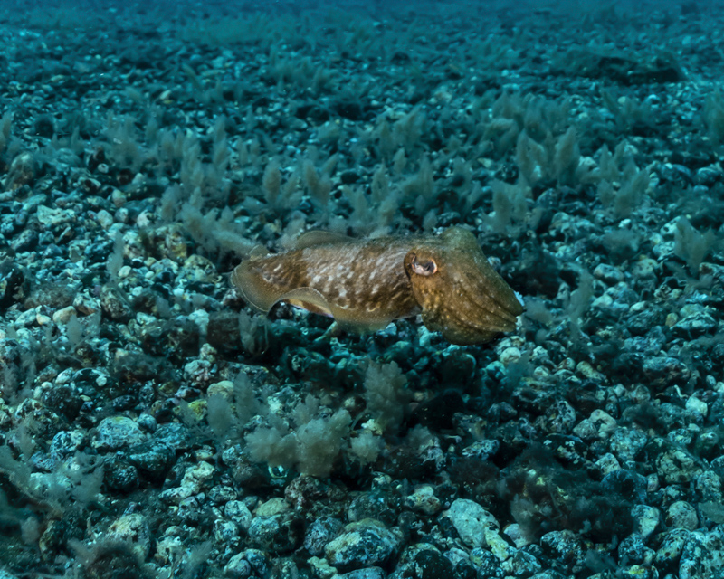 underwater-photography-pisces-vi-submarine