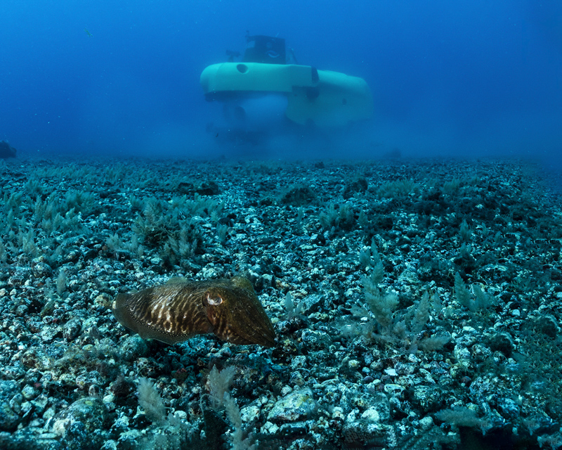 underwater-marine-life-pisces-vi